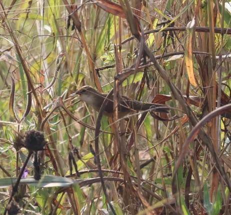 Paddyfield Warbler - ML646641227