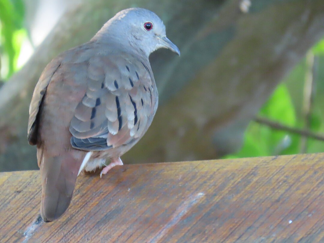 Ruddy Ground Dove - ML646641231