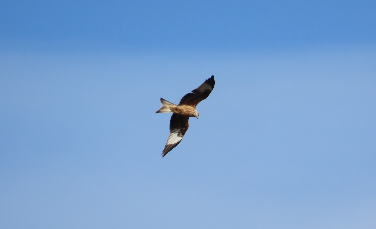 Red Kite - ML646641232