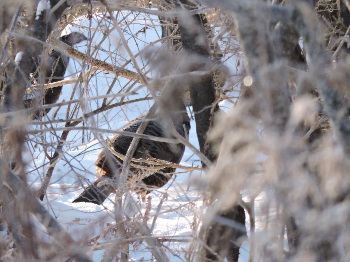 Wild Turkey - ML646641233