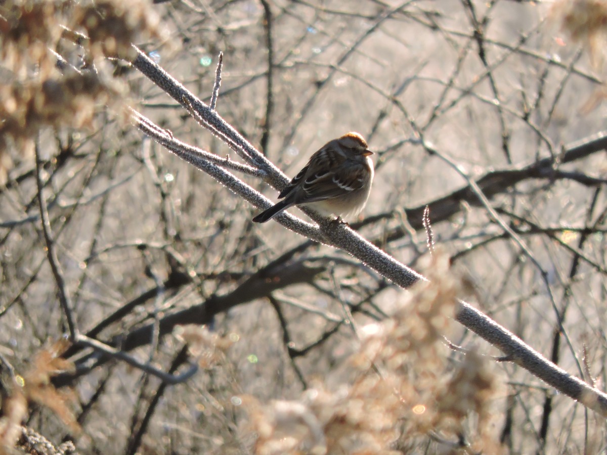 American Tree Sparrow - ML646641235