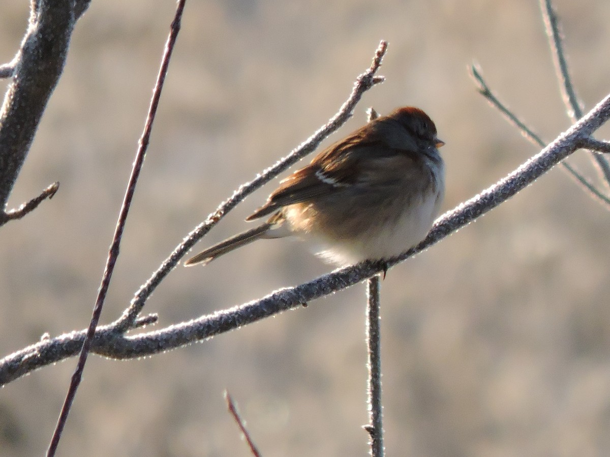 American Tree Sparrow - ML646641236