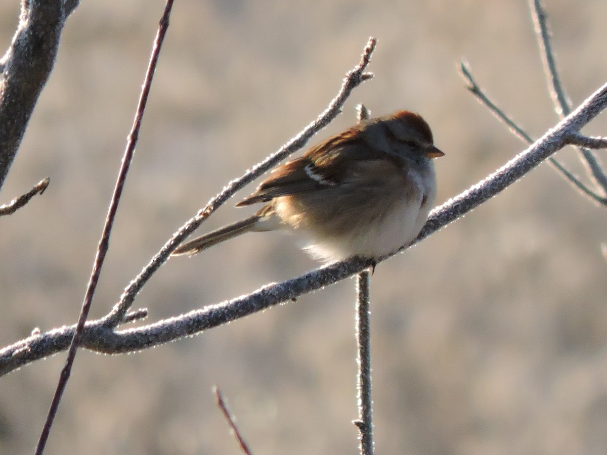 American Tree Sparrow - ML646641237