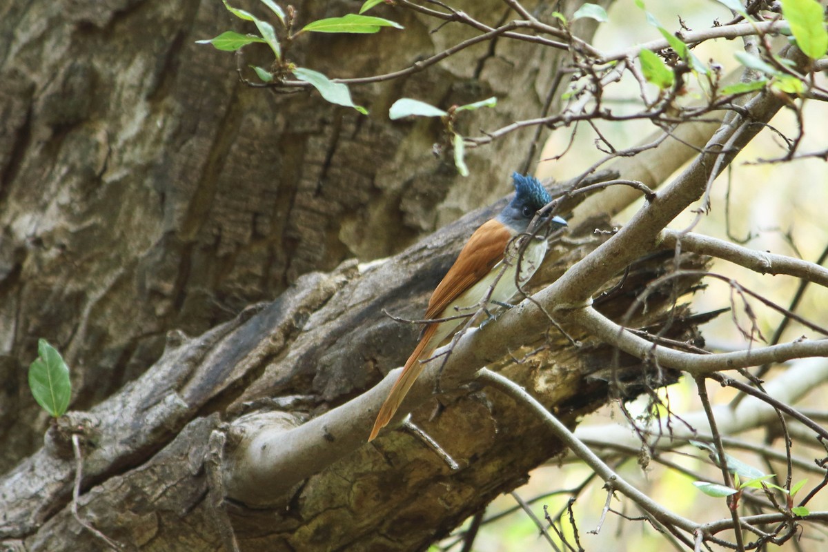 Indian Paradise-Flycatcher - ML646641239