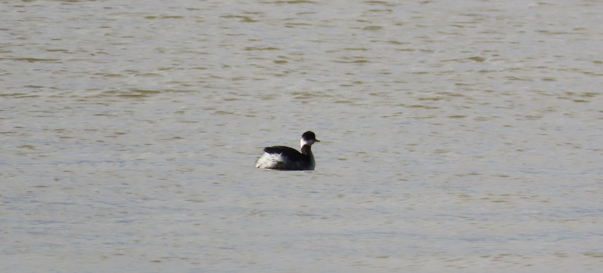 Grèbe à cou noir - ML646641243