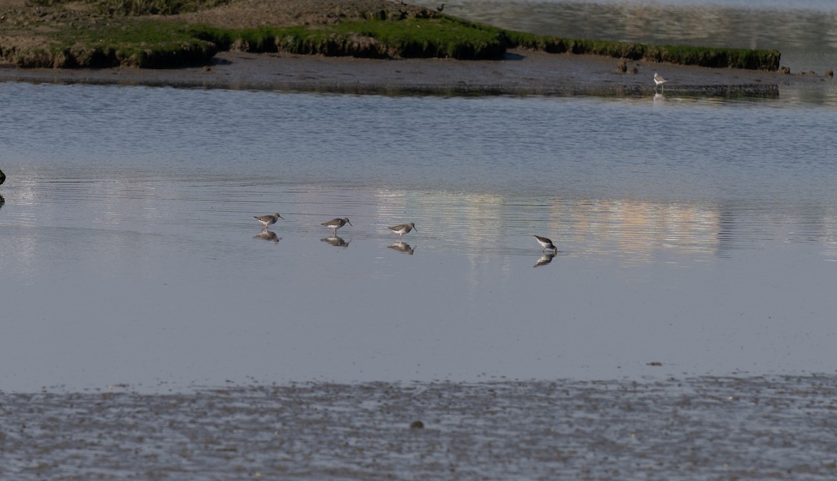 アカアシシギ - ML646641245