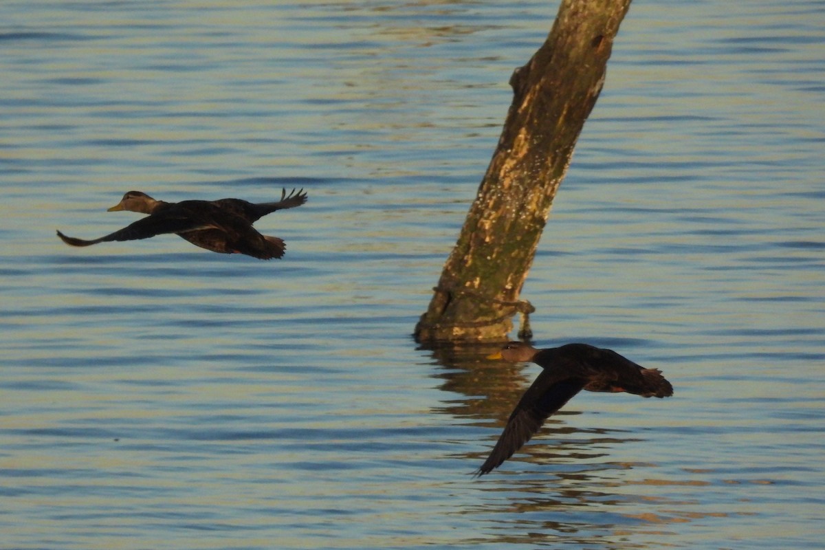 American Black Duck - ML646641246