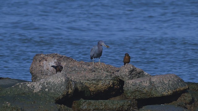 Garceta Azul - ML646641247