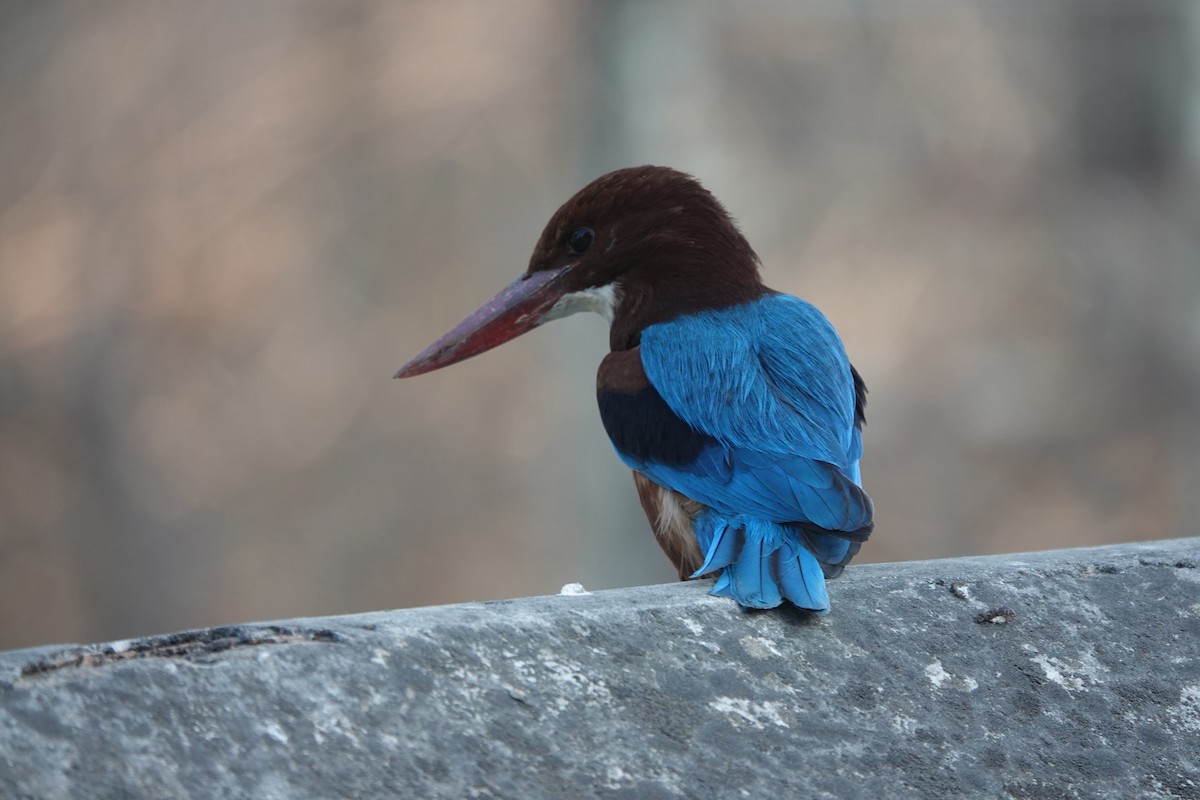 White-throated Kingfisher - ML646641249