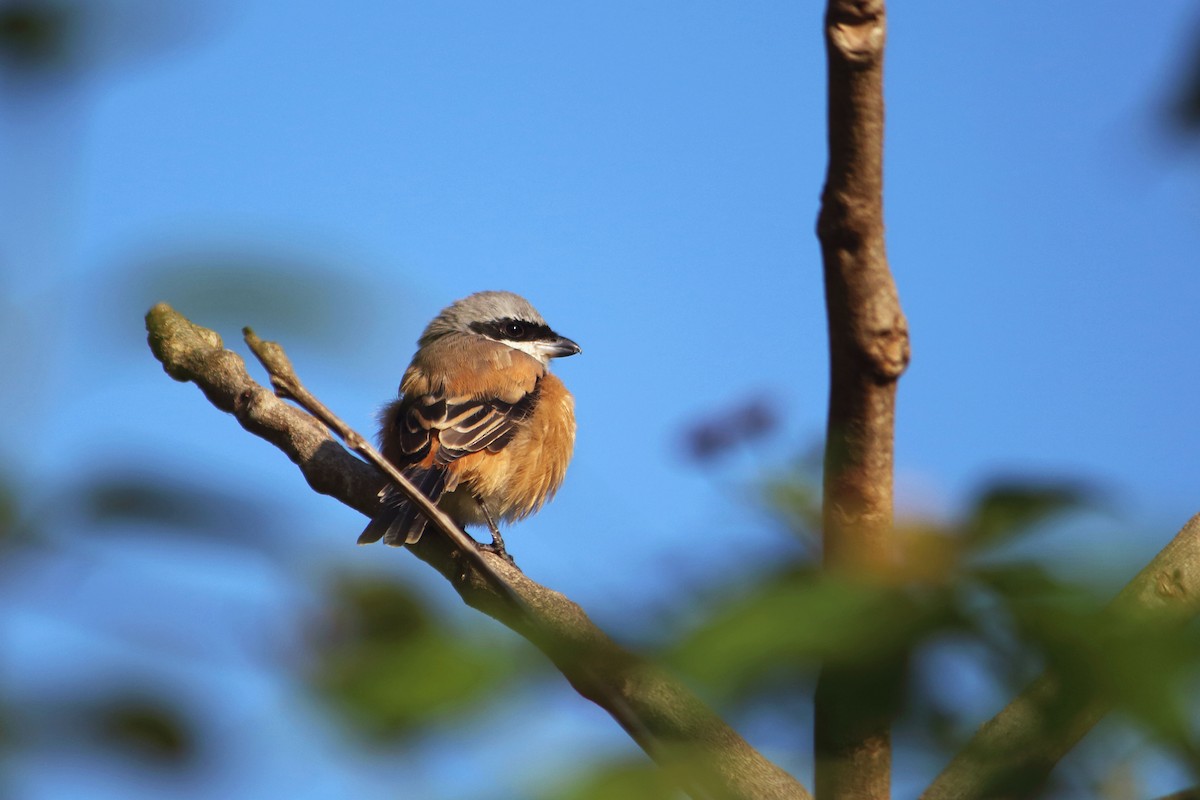 Long-tailed Shrike - ML646641250