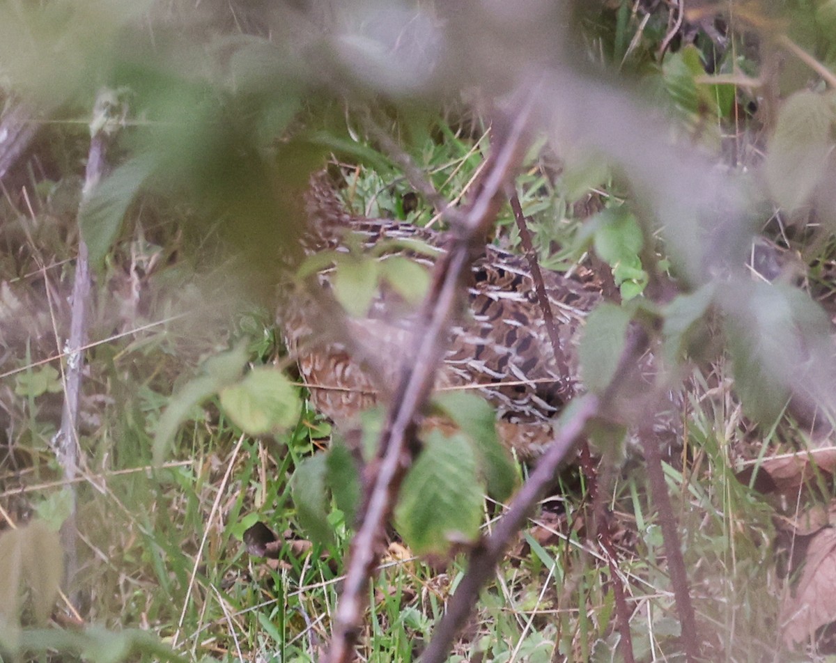 ハシボソシギダチョウ - ML646641253