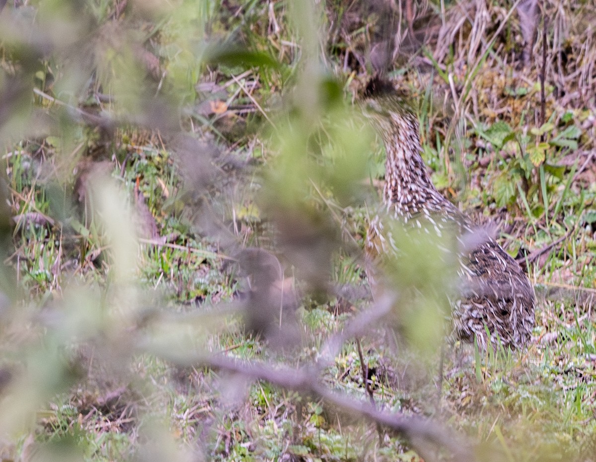 ハシボソシギダチョウ - ML646641254