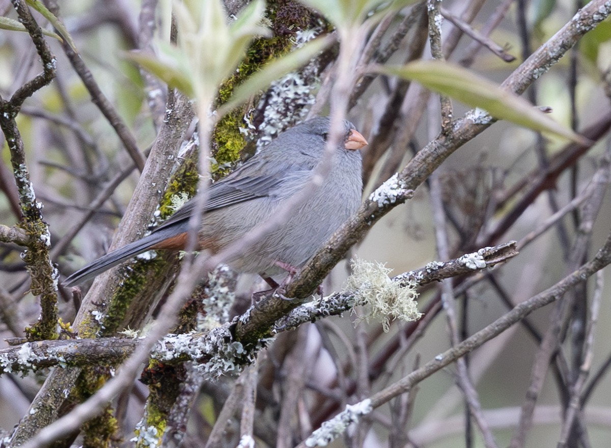 ムジタネワリ - ML646641255