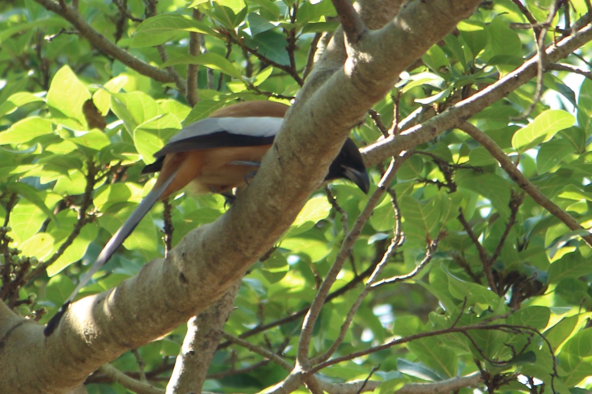 Rufous Treepie - ML646641256