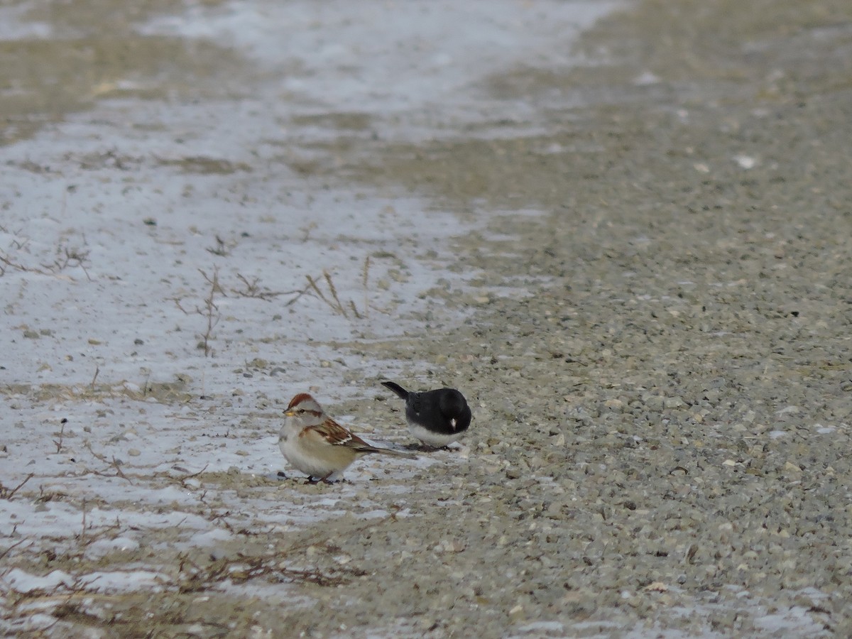 American Tree Sparrow - ML646641260
