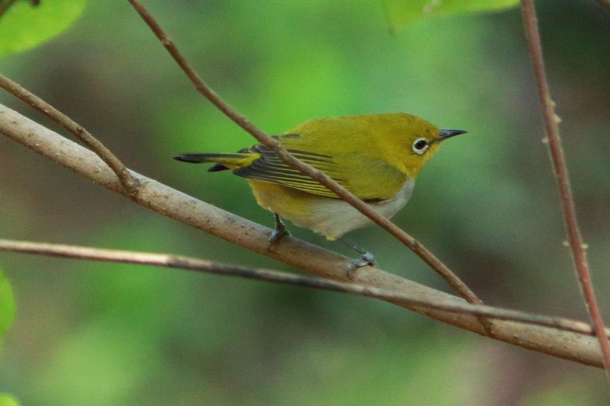 Indian White-eye - ML646641261