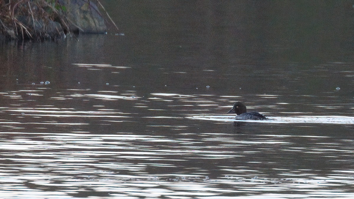 Garrot à oeil d'or - ML646641262