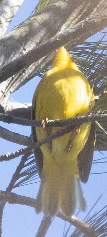 Northern Yellow Warbler - ML646641263