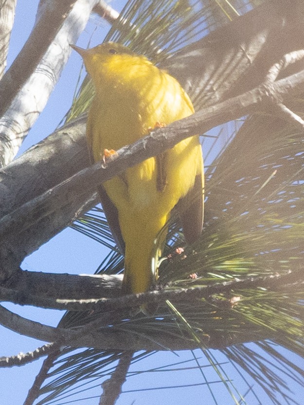 Northern Yellow Warbler - ML646641264