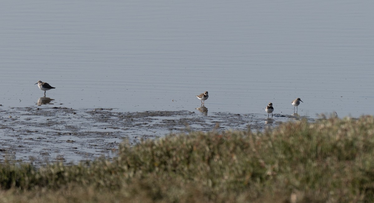 ハジロコチドリ - ML646641265