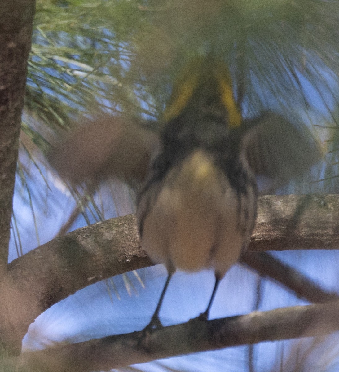 Black-throated Green Warbler - ML646641267