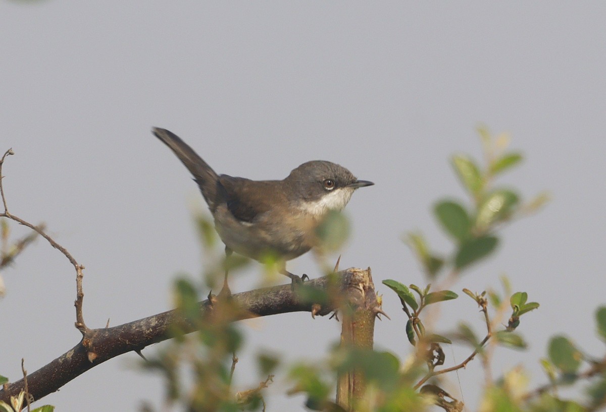 Lesser Whitethroat - ML646641268