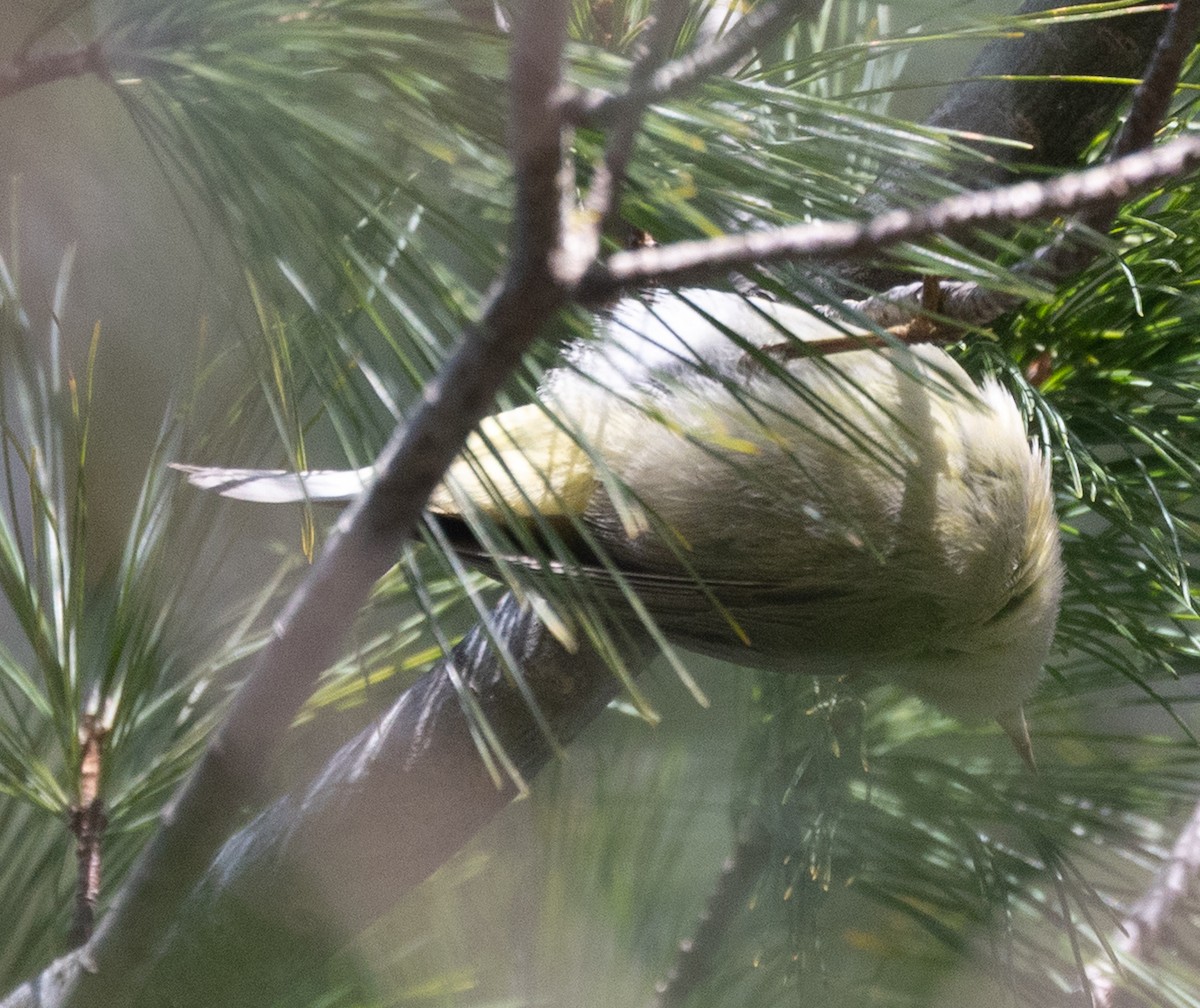 Orange-crowned Warbler (Gray-headed) - ML646641269