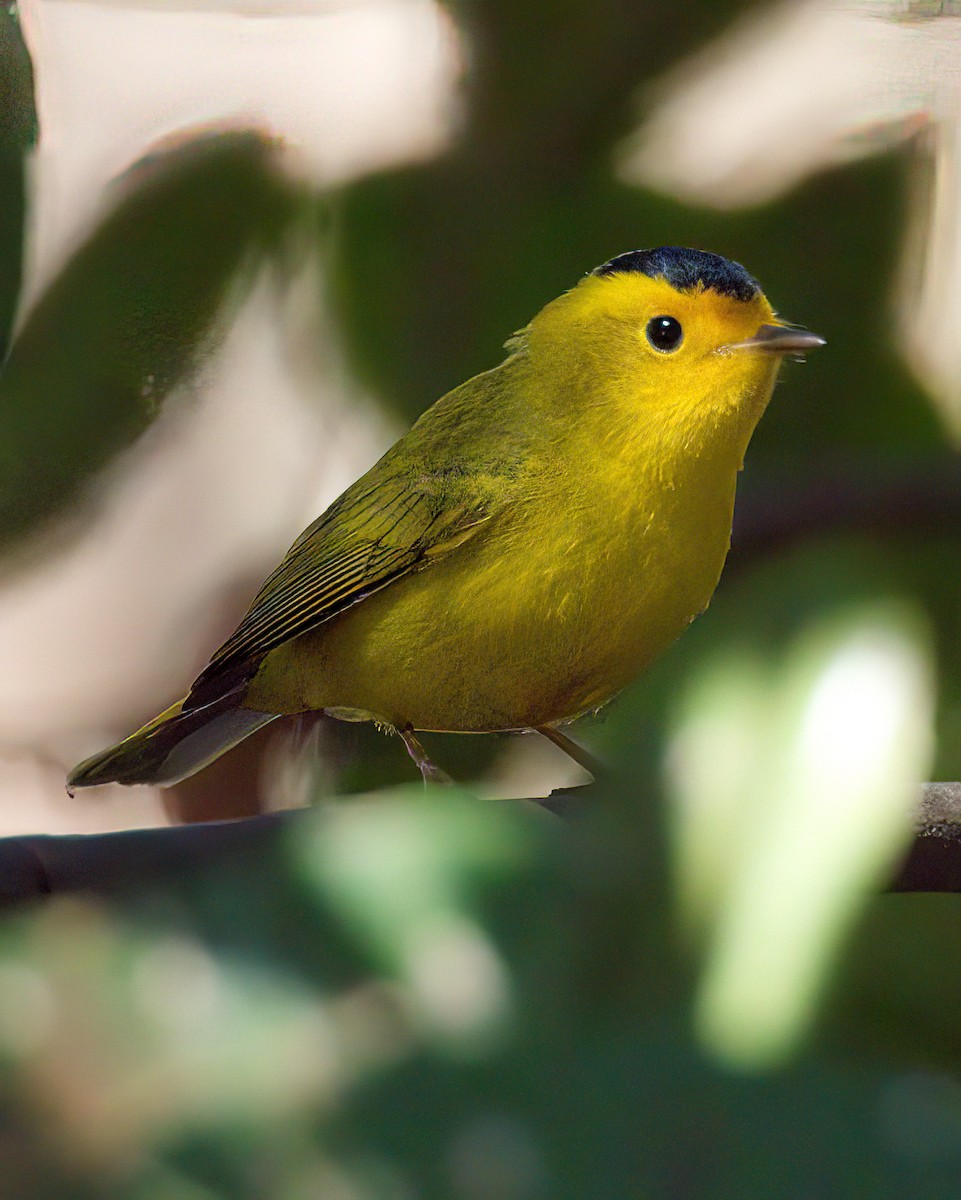 Wilson's Warbler - ML646641270