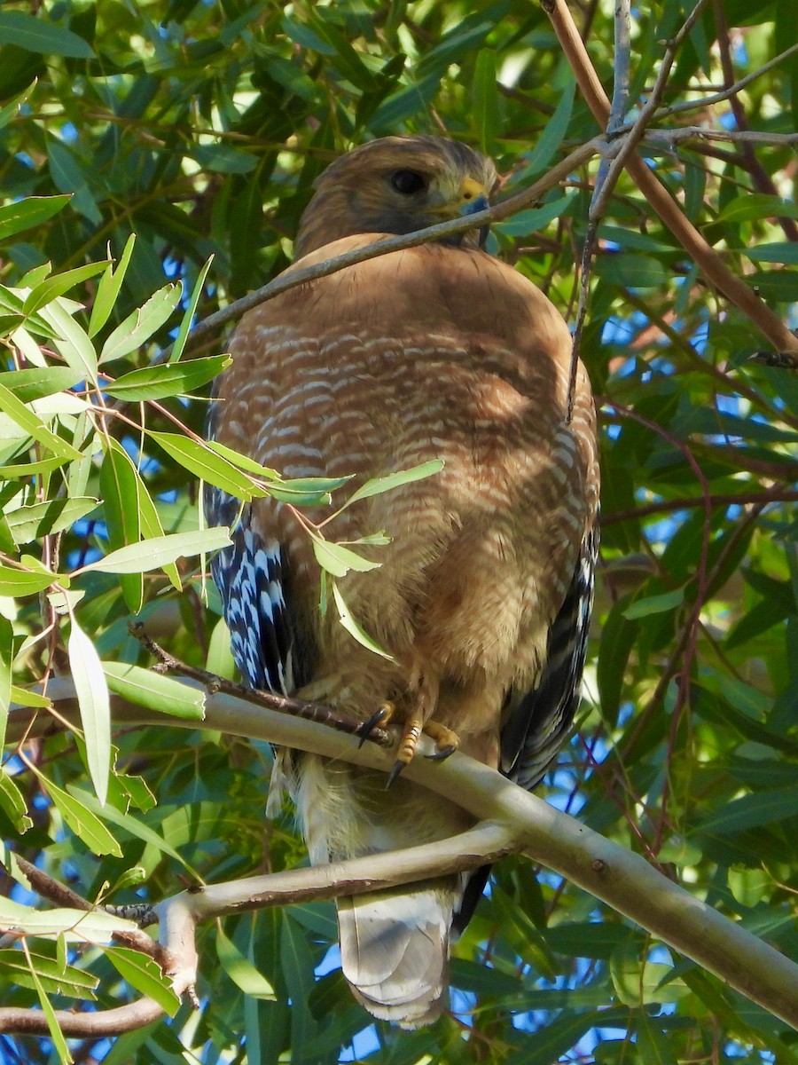 Red-shouldered Hawk - ML646641271