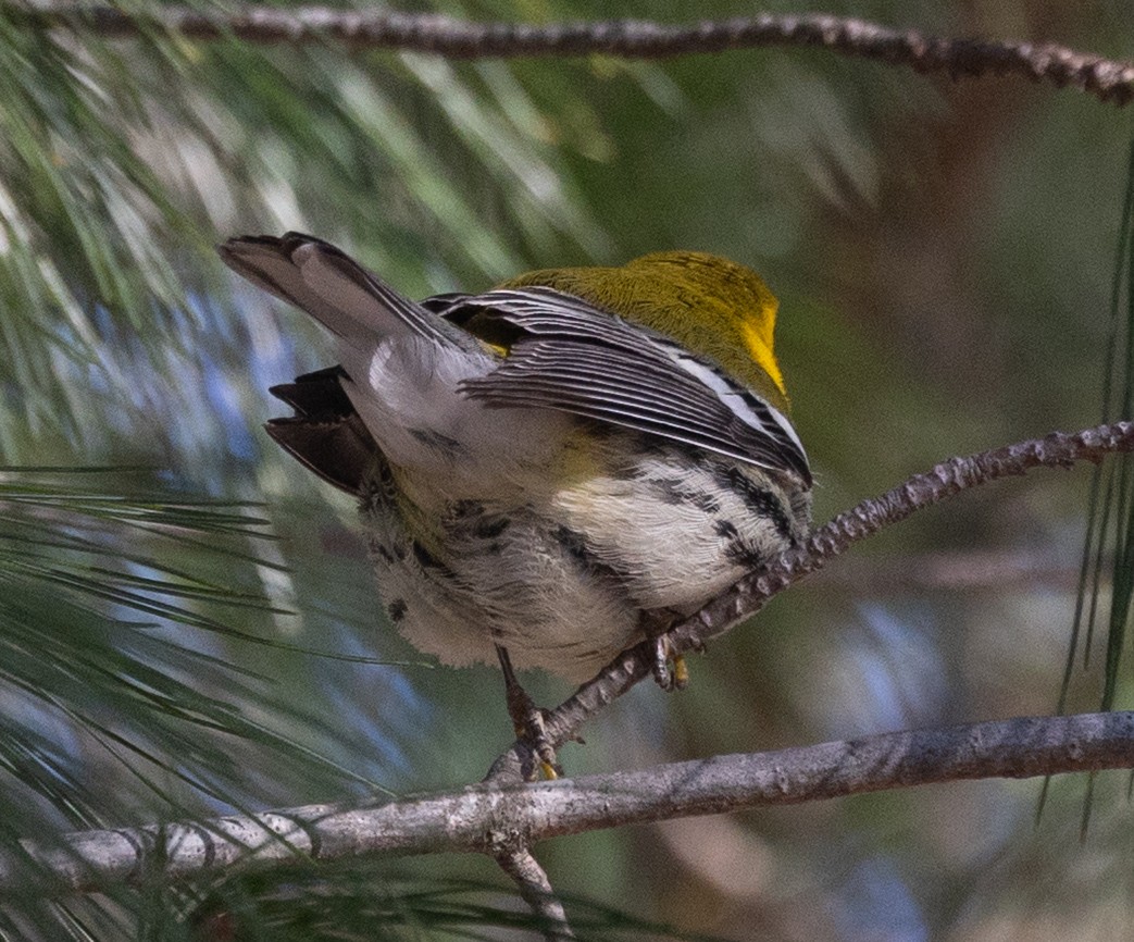 Black-throated Green Warbler - ML646641272