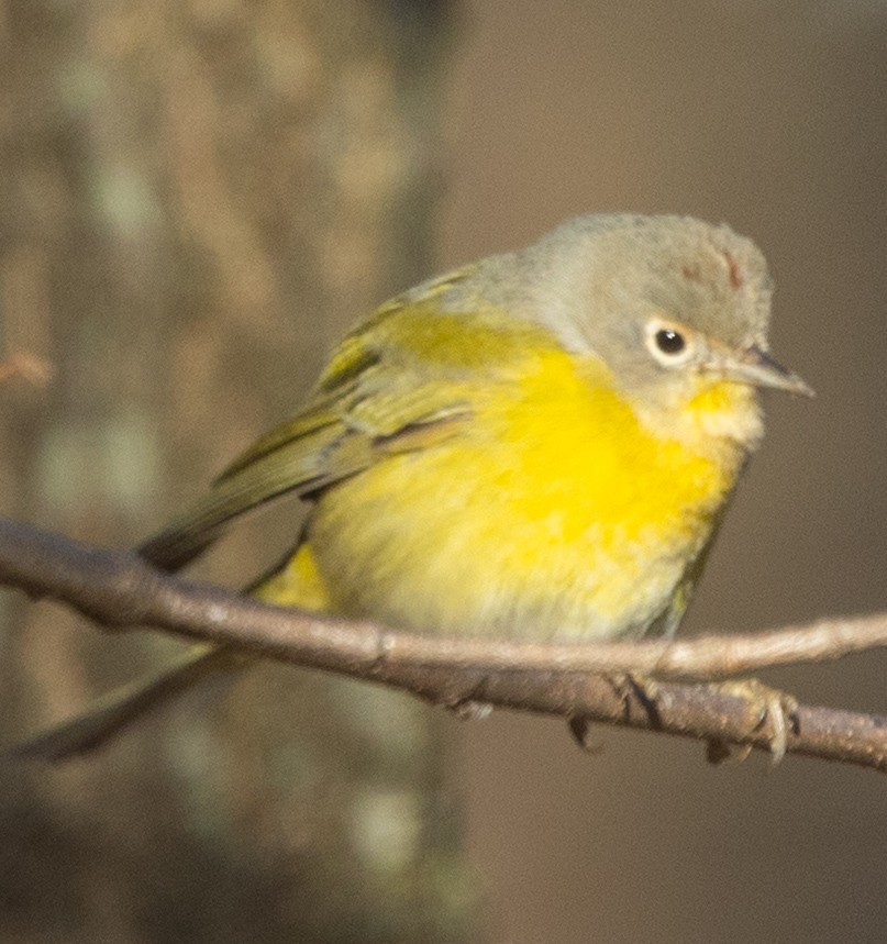 Nashville Warbler - ML646641274