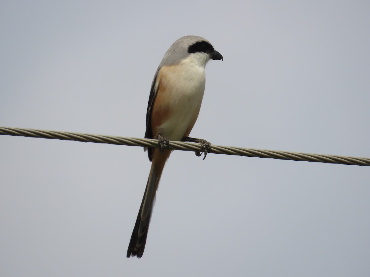 Long-tailed Shrike - ML646641284