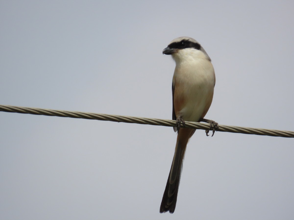 Long-tailed Shrike - ML646641285