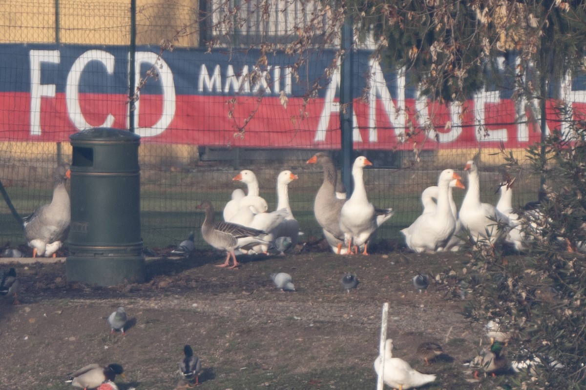 grågås - ML646641286