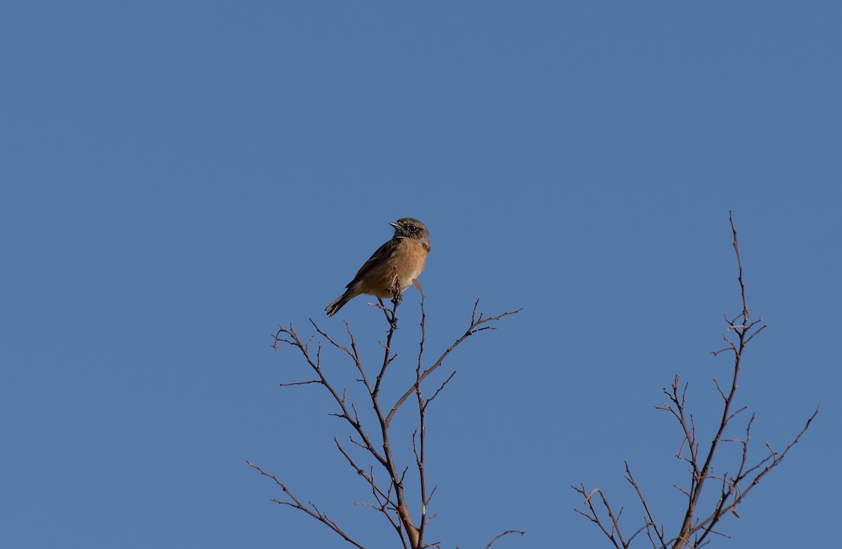 ヨーロッパノビタキ - ML646641287