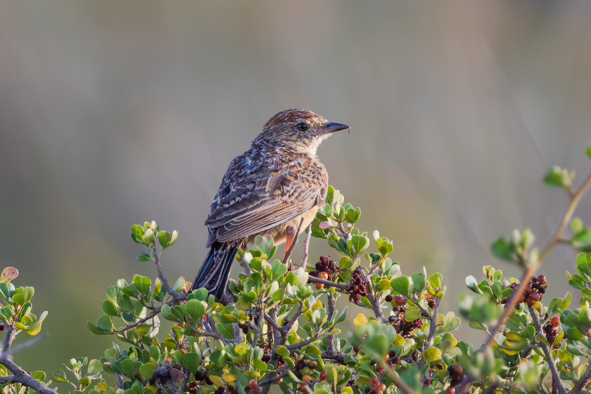 Cape Clapper Lark - ML646641288