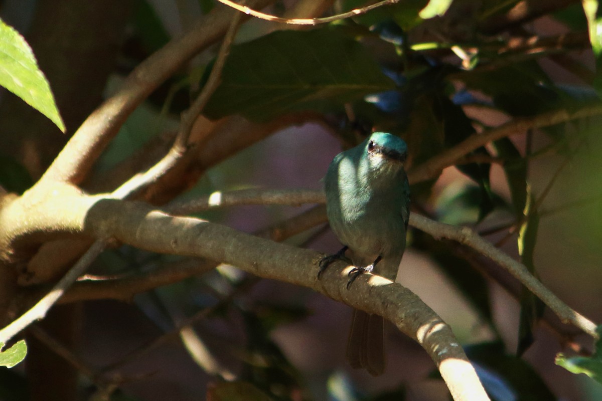 Verditer Flycatcher - ML646641289