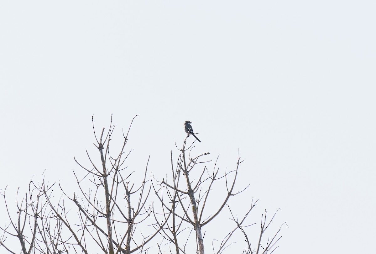 イベリアオオモズ - ML646641292