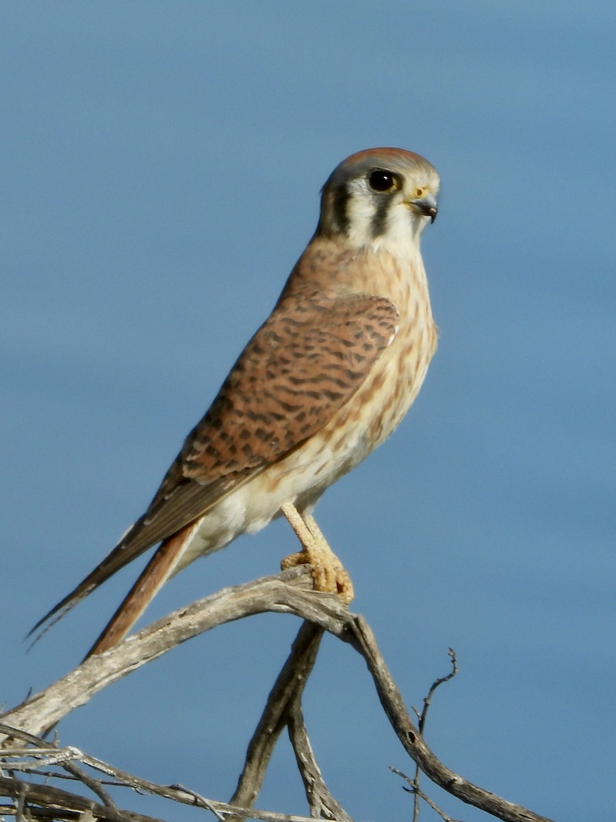 Ladder-backed Woodpecker - ML646641293