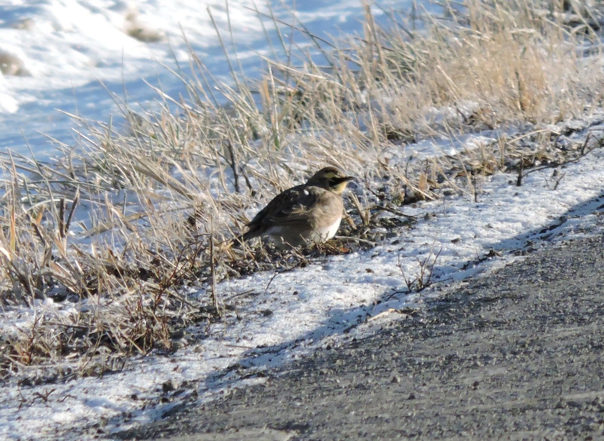 Horned Lark - ML646641294