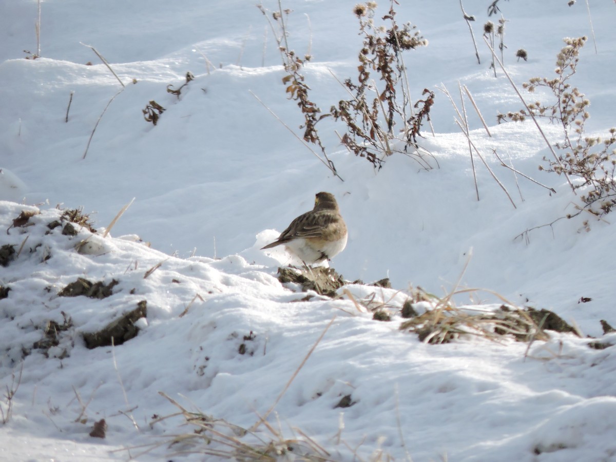 Horned Lark - ML646641295