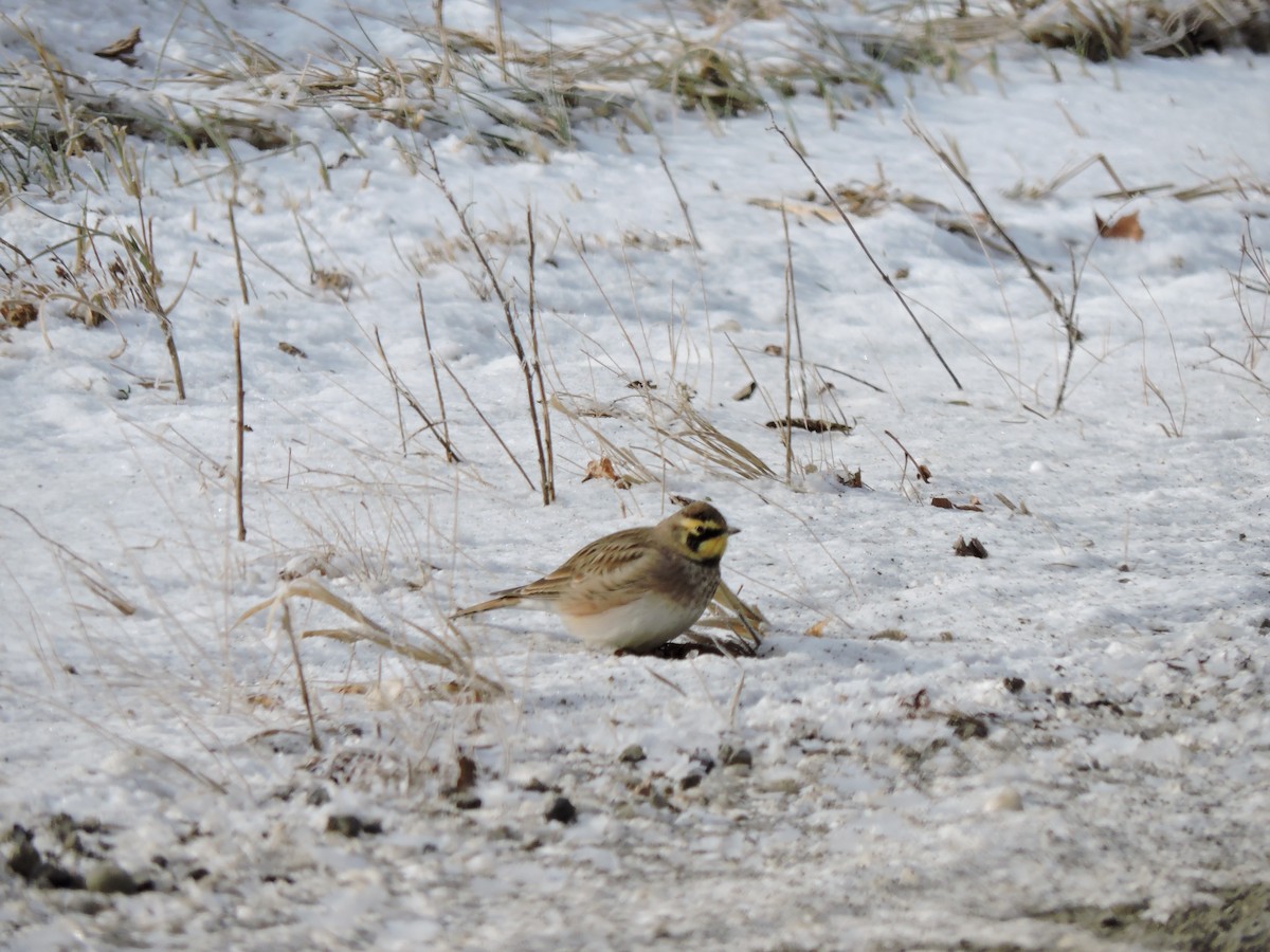 Horned Lark - ML646641296