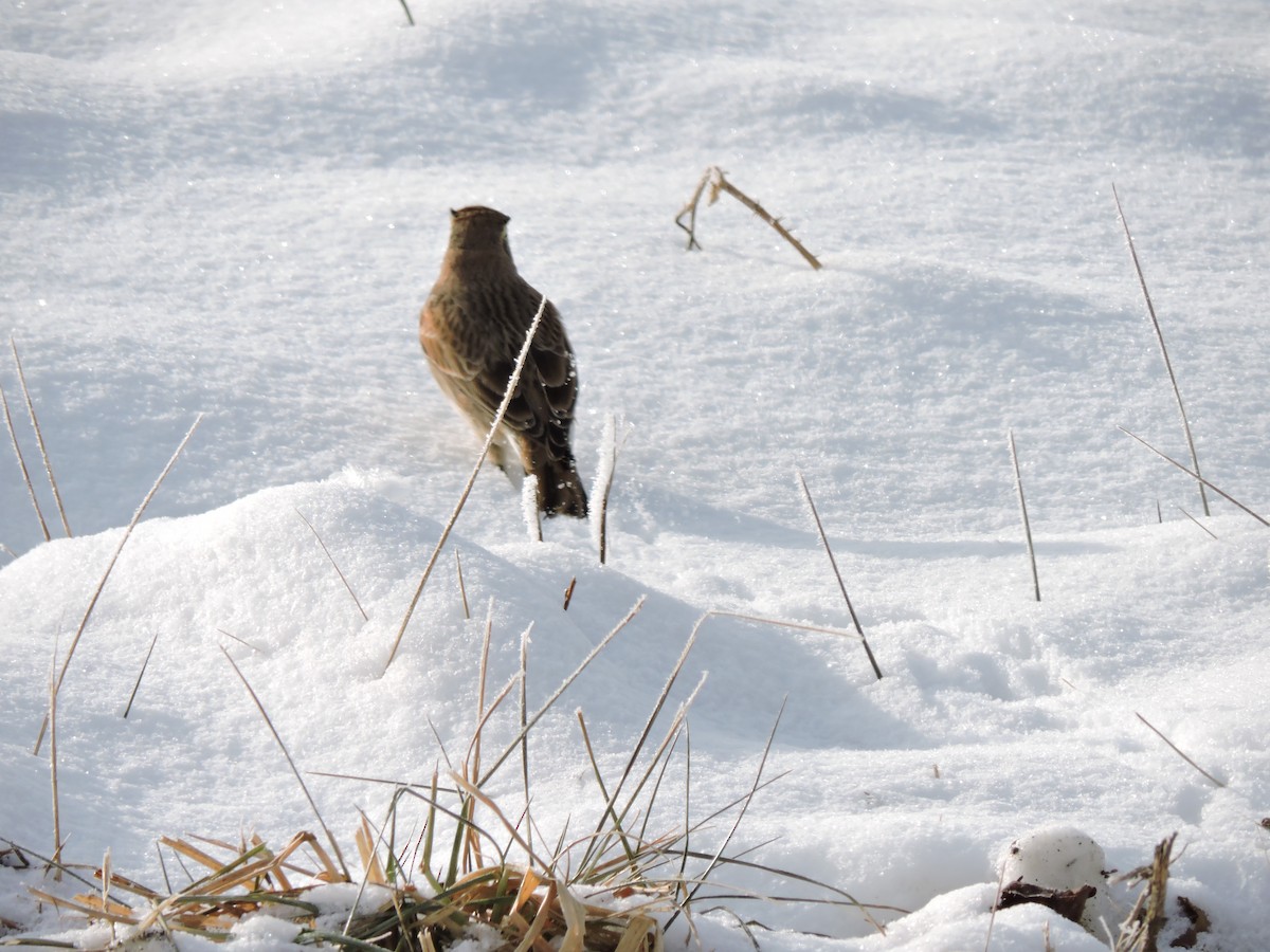 Horned Lark - ML646641297