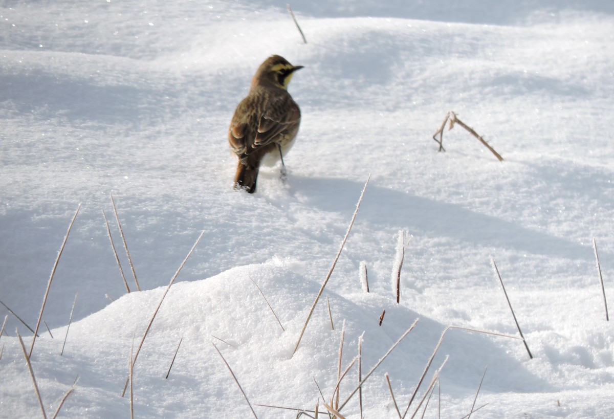 Horned Lark - ML646641300