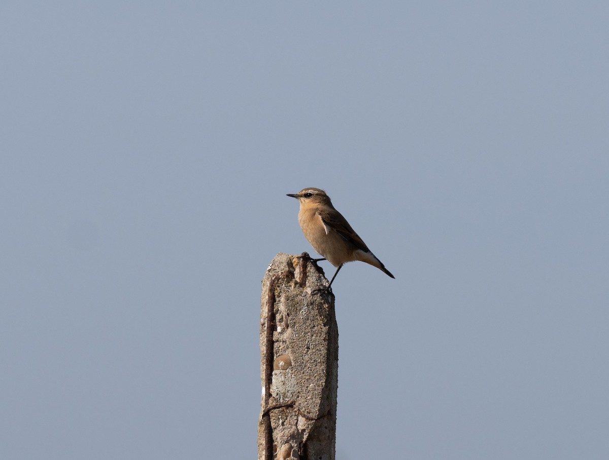 ハシグロヒタキ - ML646641304