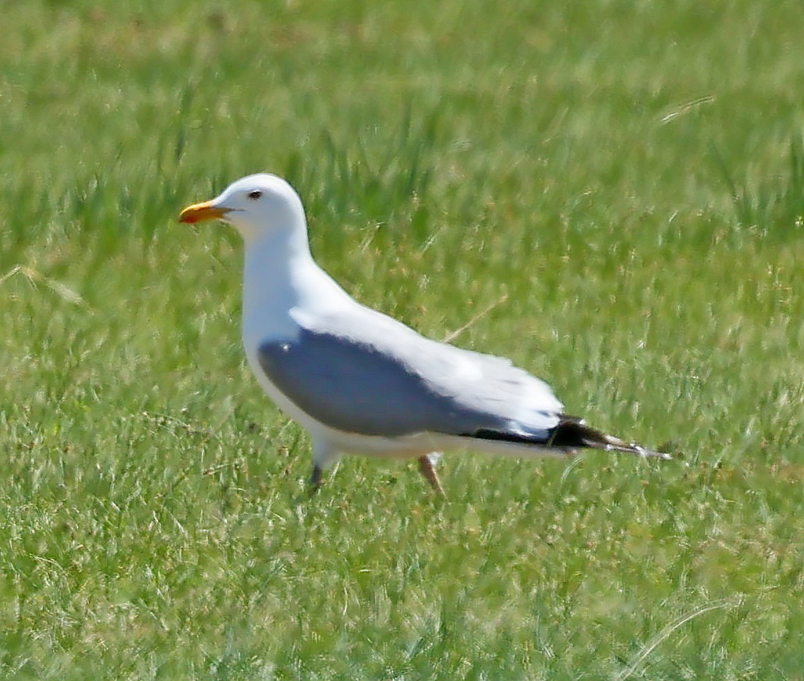 Mongolenmöwe - ML646641305