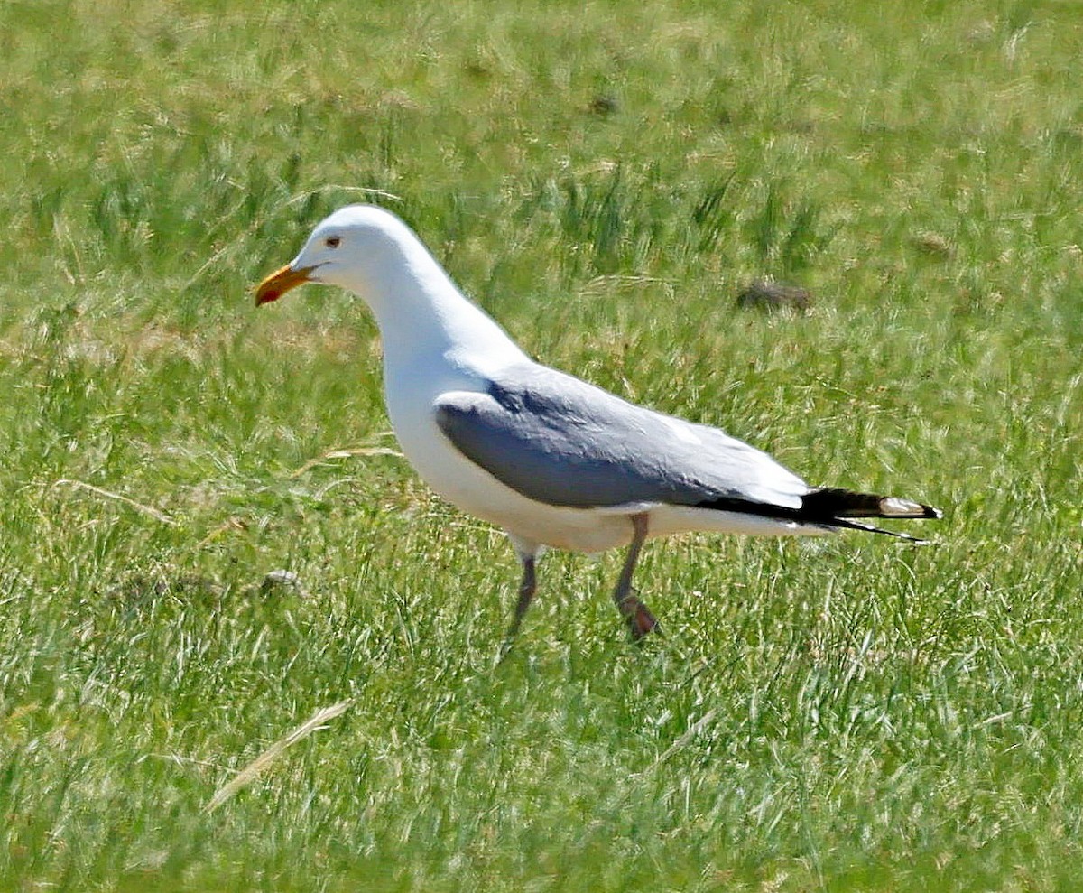 Mongolenmöwe - ML646641306