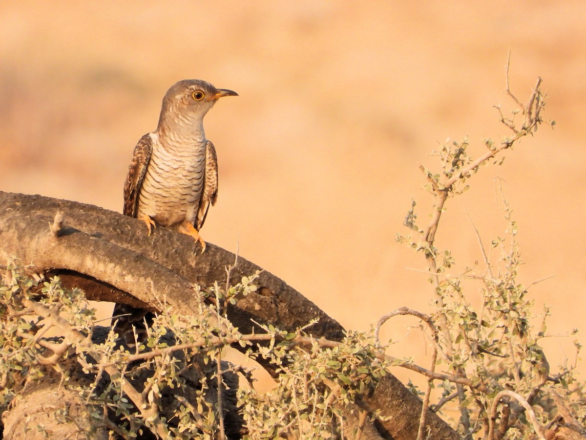 Kuku eurasiarra - ML646641309