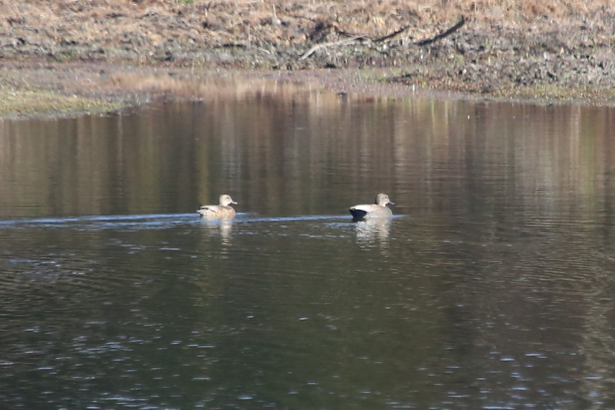 ברווז אפור - ML646641311