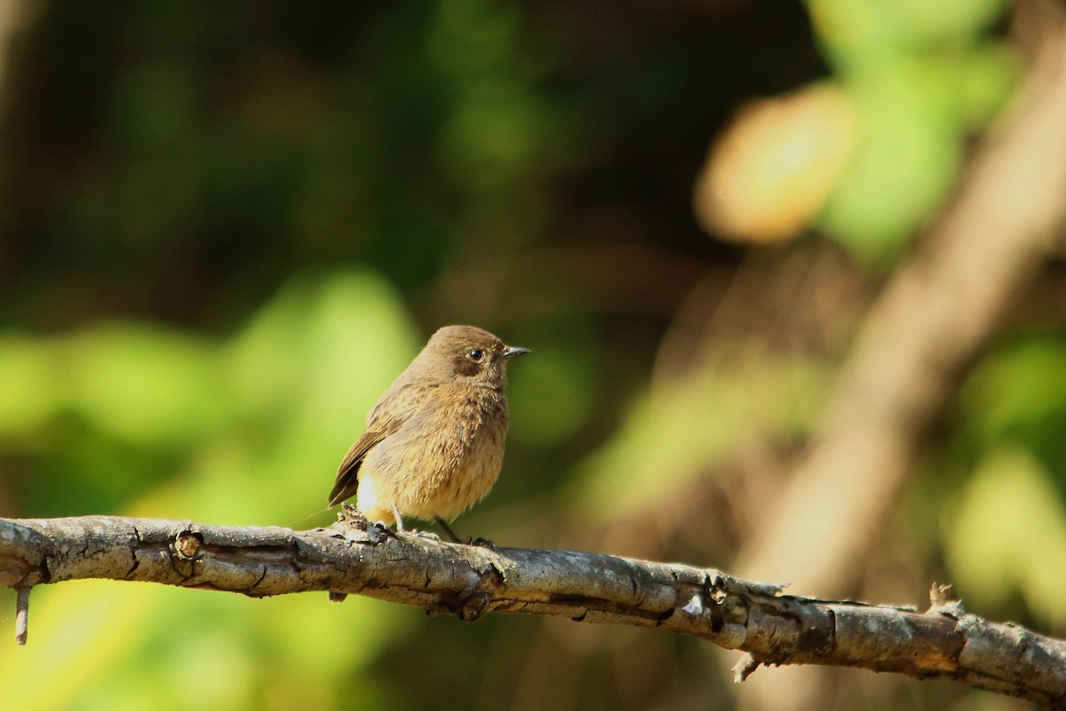 Pied Bushchat - ML646641314
